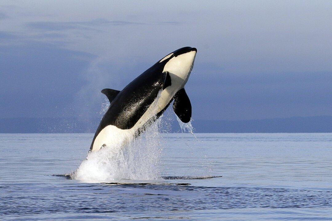 Scientists ID Another Possible Threat to Orcas: Pink Salmon