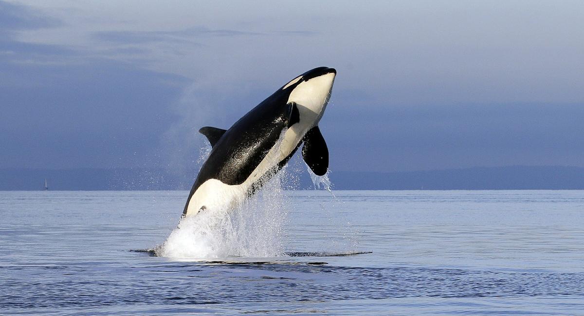 Scientists ID Another Possible Threat to Orcas: Pink Salmon