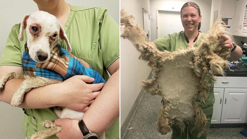 Incredibly Matted Pup With One Eye Fully Blocked Gets Emergency Makeover