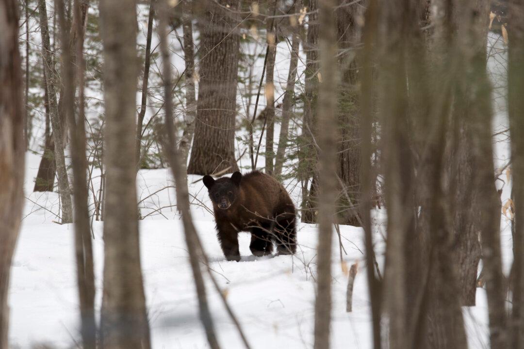 Alaska Man Jailed for 3 Months for Shooting Sleeping Mother Bear and Cubs
