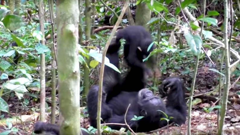 Footage Of Chimp Playing ‘Airplane’ With Its Young Is a Perfect Way To Feel All Warm And Fuzzy