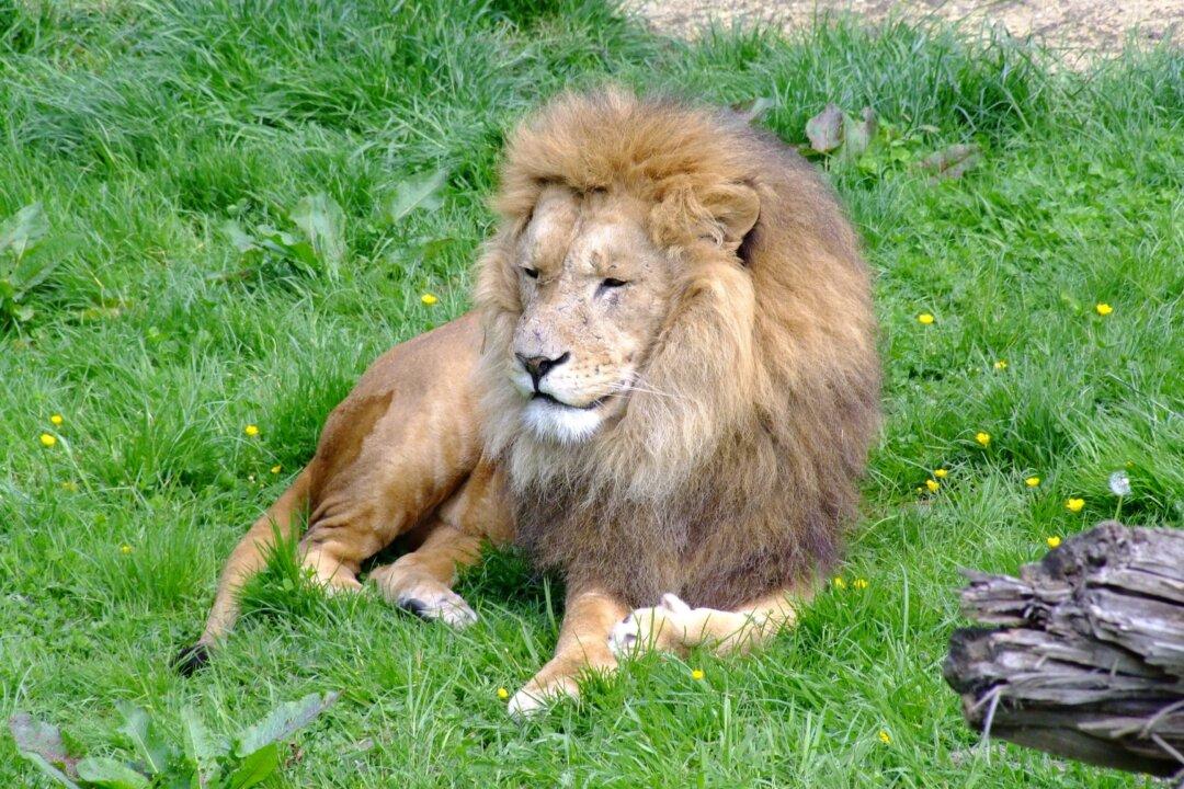 Czech Man Mauled to Death by Lion He Illegally Kept in His Backyard