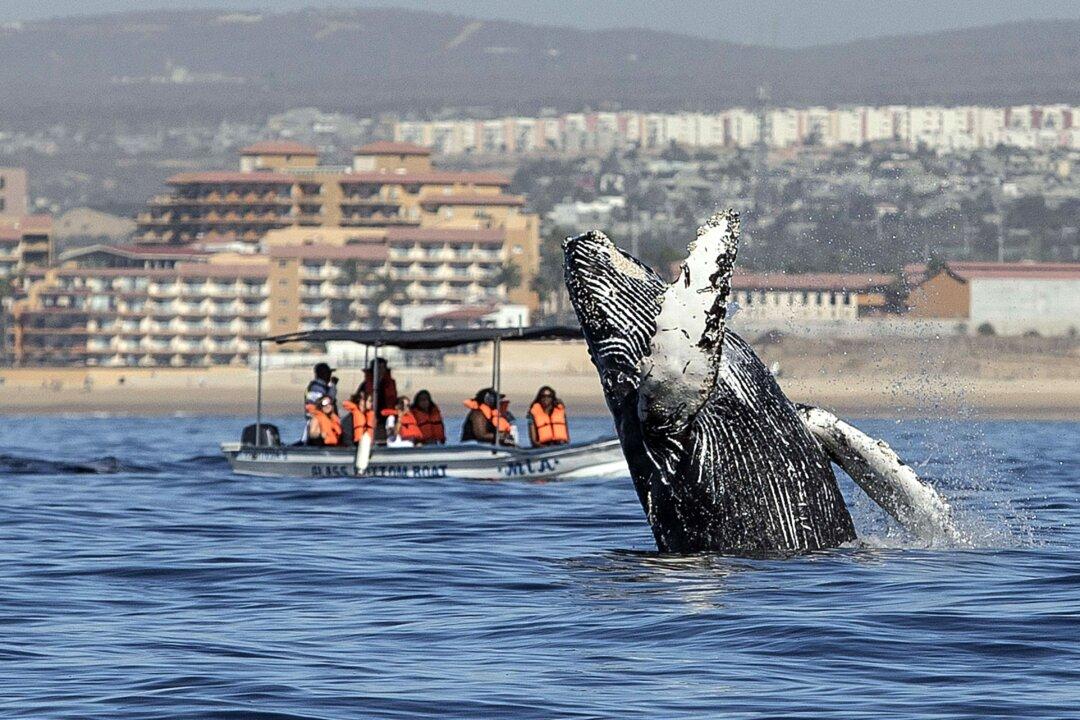 Two Grey Whales Stranded in Boundary Bay, Headed Back out to Sea