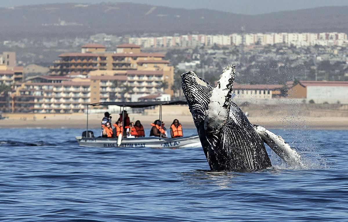 Two Grey Whales Stranded in Boundary Bay, Headed Back out to Sea