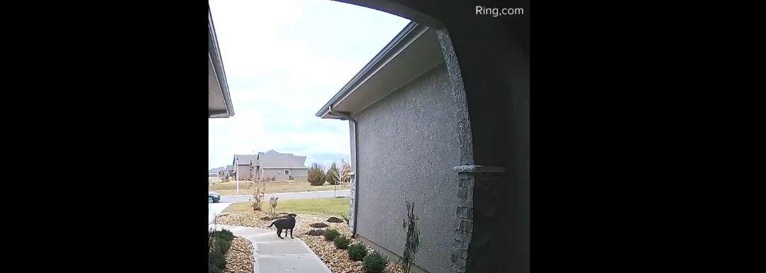 Doorbell Video Shows Deer Leaping Over Family’s Dog