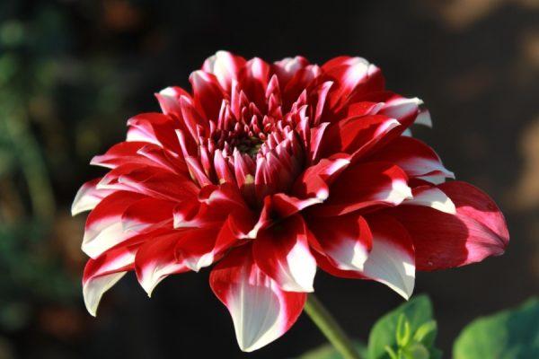 (Illustration - <a href="https://pixnio.com/flora-plants/flowers/blooming-flower-flower-pink-petal-blossom-plant-bloom">pics_pd</a>/Pixnio)