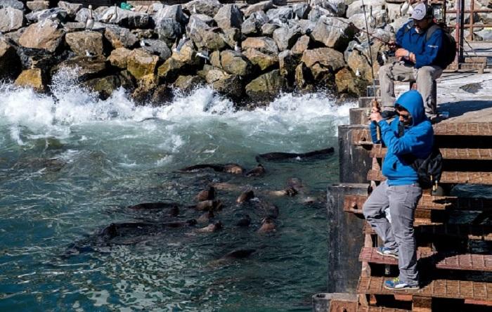 Sea Lion Bites Alaska Fisherman, Tries to Drag Him Into Sea