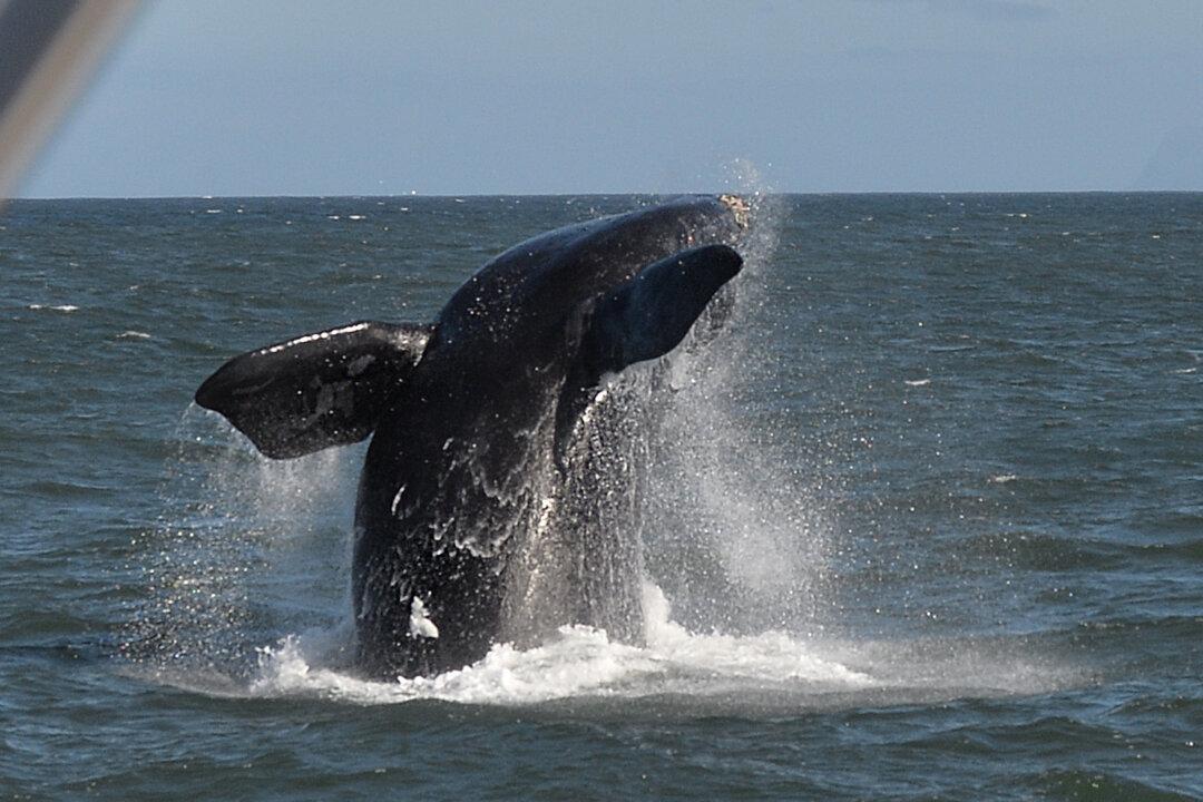 Video: Whale Lifts Calf From the Water