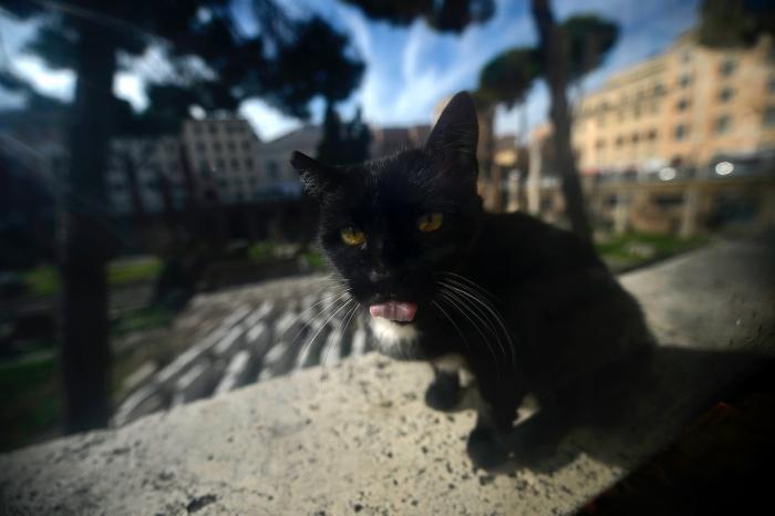 Stray Cat Believed to Paralyze 24-Year-Old Blogger