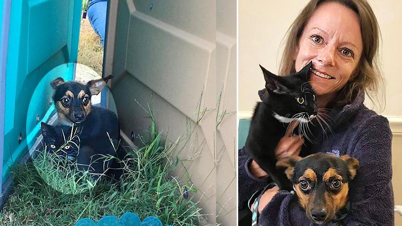Chihuahua Protects Kitten in Between Two Porta Potties and Won’t Let Anyone Get Near