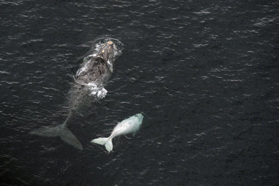 Whale Tries to ‘Eat’ Tour Operator in South Africa, Photos Show