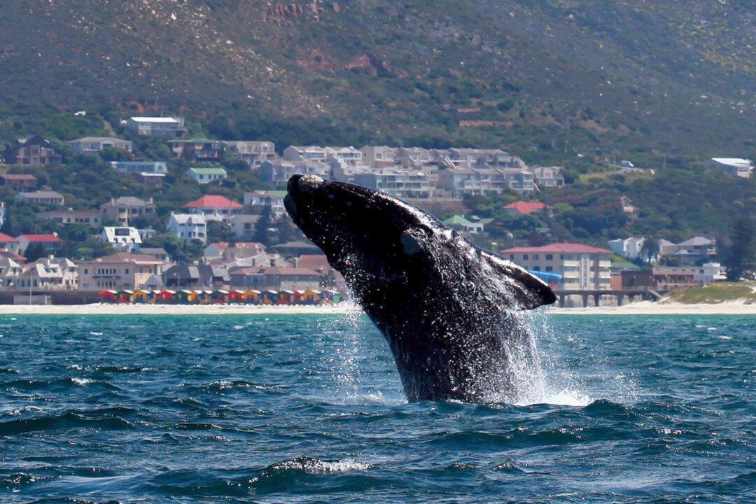 Expert Says Feds Should Have Acted More Quickly on Right Whale Migration