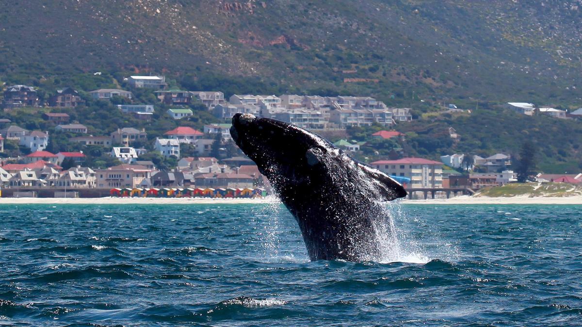 Expert Says Feds Should Have Acted More Quickly on Right Whale Migration