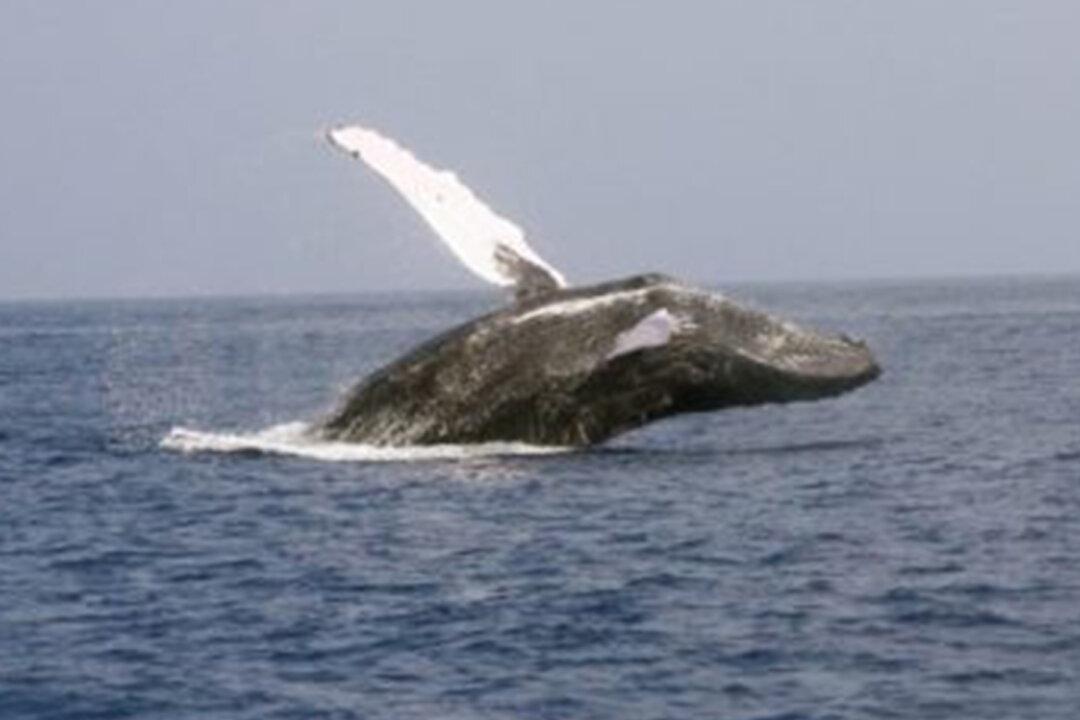 Fisherman Risks It All by Leaping Onto Humpback Whale to Cut It Free From Entanglement