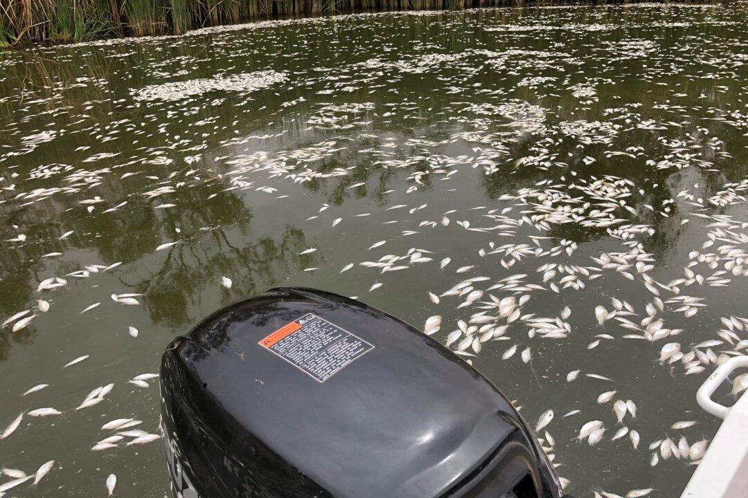 Darling Gets $70 Million to Prevent Fish Deaths