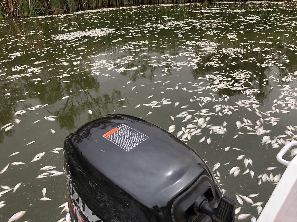 Darling Gets $70 Million to Prevent Fish Deaths