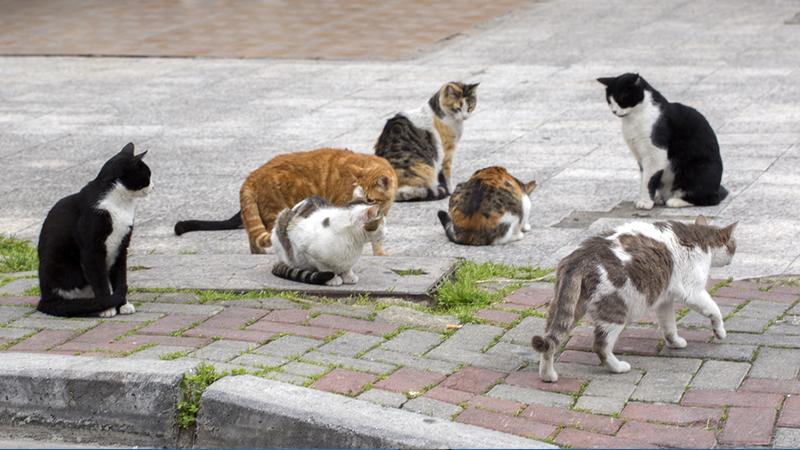 88-Year-Old Woman Living in Nursing Home Feeds 14 Stray Cats Every Day