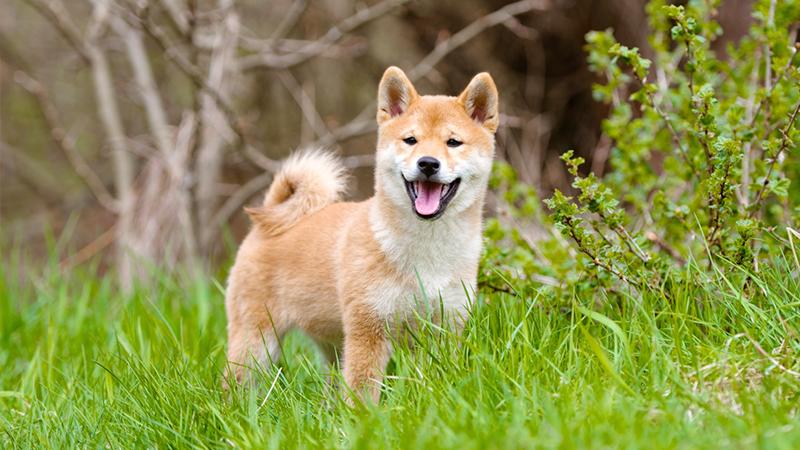 What Can You Do When Your Dog Acts Dead Before a Vet Visit?