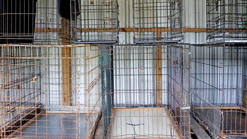 Nine Abandoned Puppies Were Given a Free Spa Day When Rescuers Found Them Abandoned and in Apalling Condition