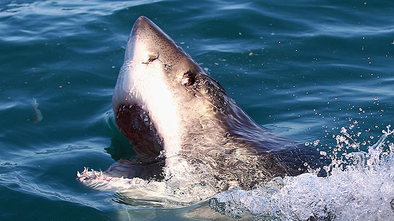 Man Owes His Life to Shark Attack After Doctors Find Tumor
