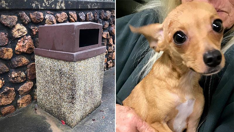 Freezing, Hungry Dog Dumped in Bin Near Highway Gets Rescued, Now Awaits Forever Home