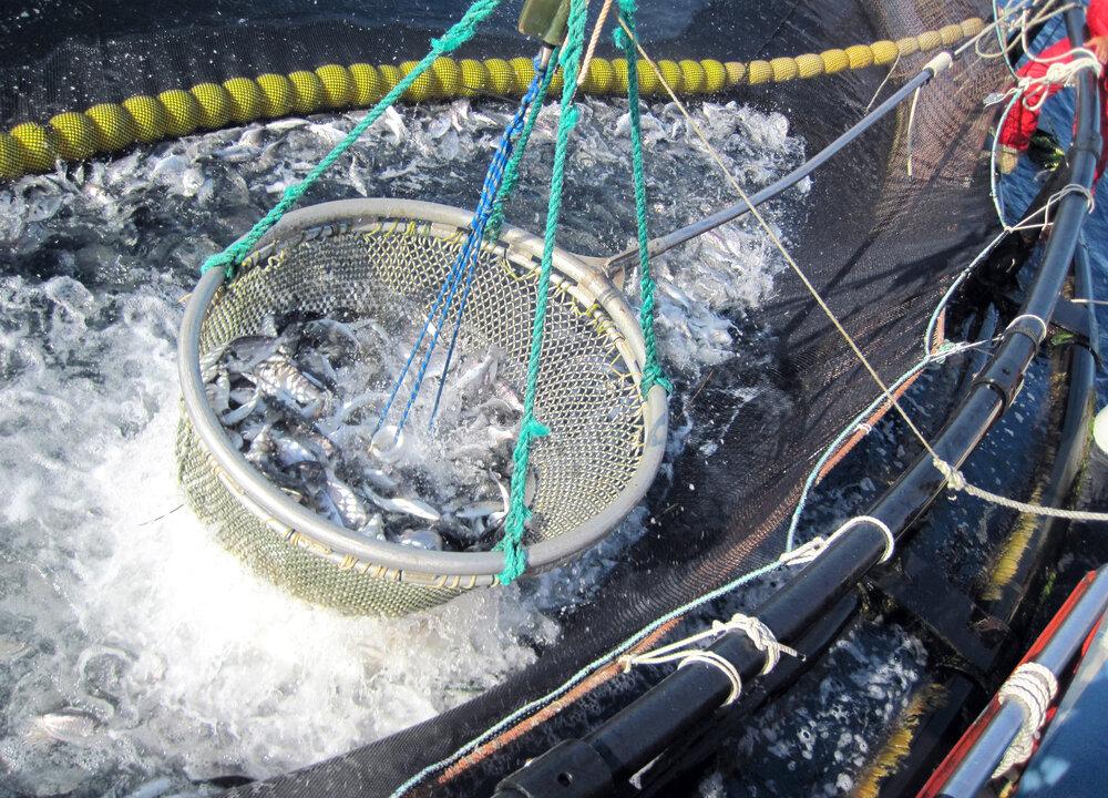 From Bait to Plate, Blockchain Platform Tracks Food’s Journey