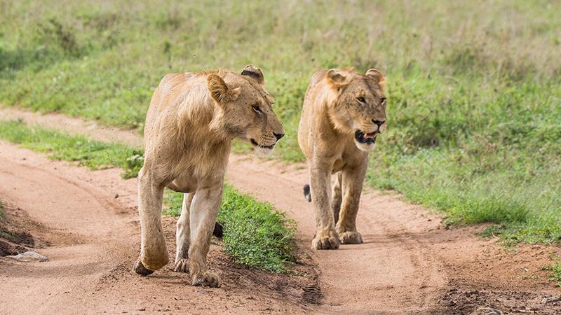 Two Lionesses Welcome ‘Godmother’ in an Extraordinary Display of Affection