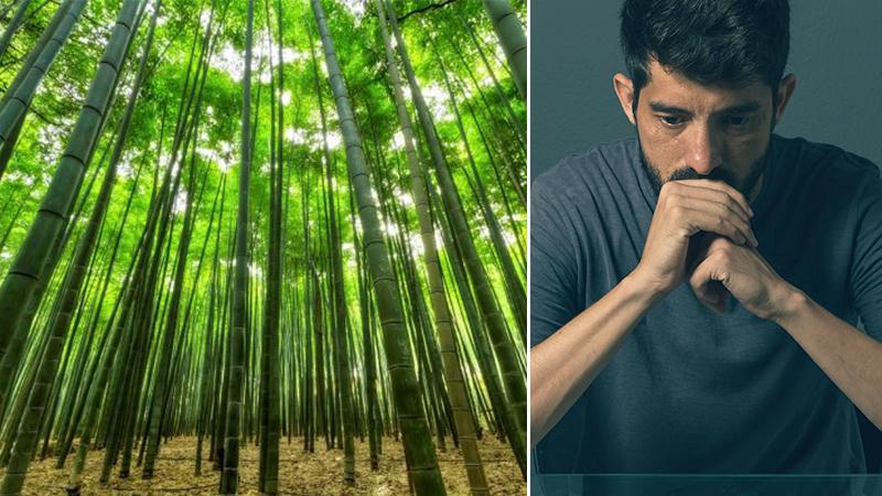 Depressed Man Struggling Not to Give Up in Life Finds Answer in a Bamboo Forest