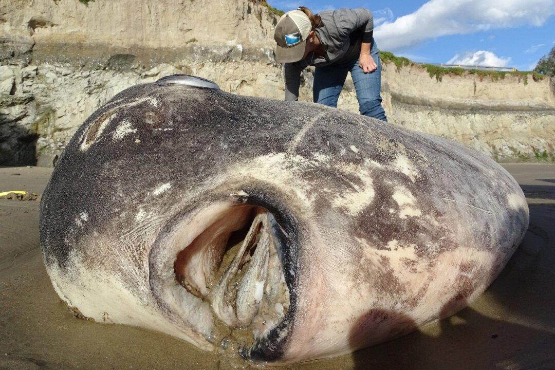A Huge, Strange-Looking Fish Washed up on a California Beach. Scientists Say It’s a First