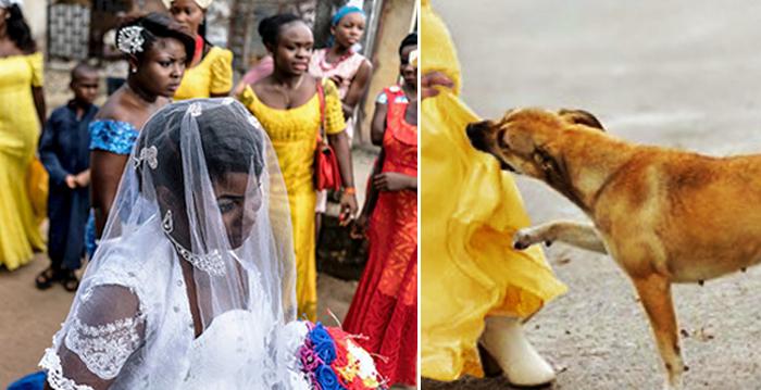 Hero Dog Attacks a Teen Suicide Bomber Who Was Planning to Detonate Explosives at Wedding