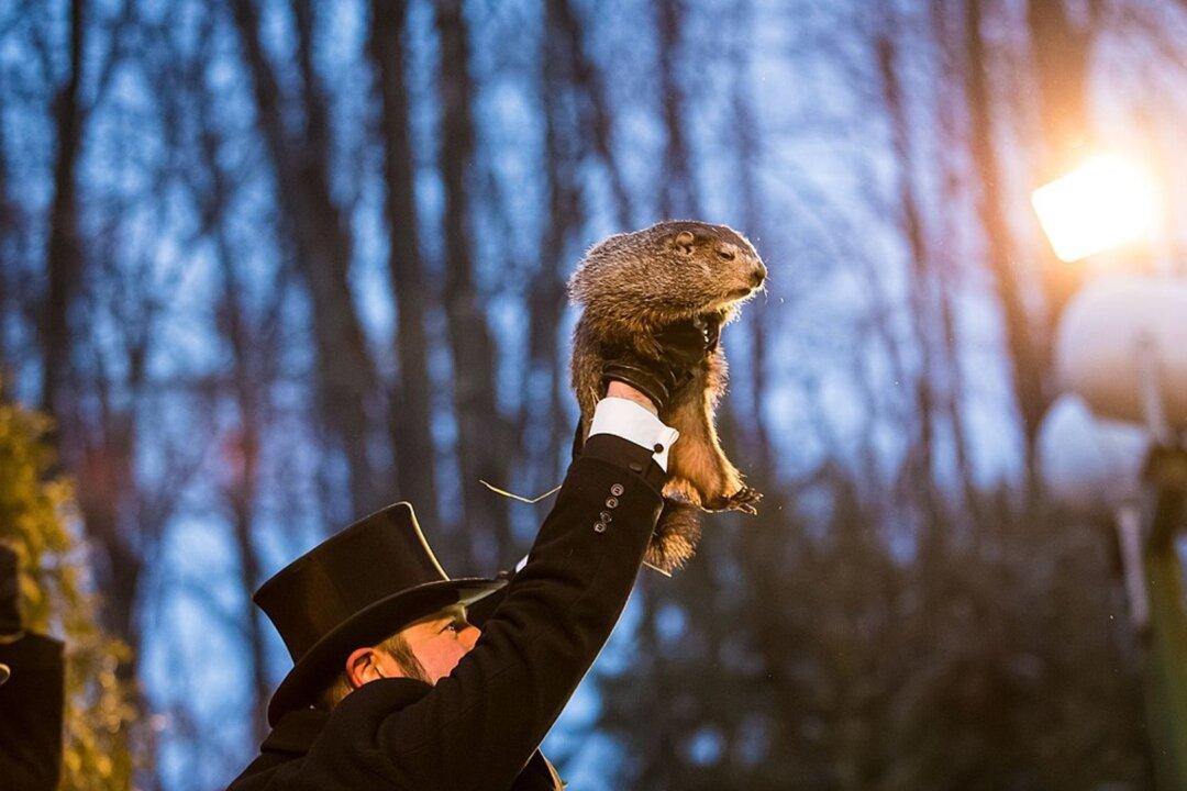 Early Spring Predicted: America’s Famous Groundhog Doesn’t See His Shadow