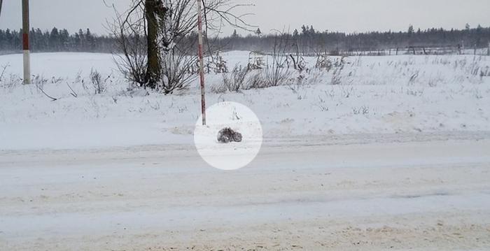 Man Sees ‘Something’ Freezing in Snowstorm. Upon a Closer Look, He Takes Action