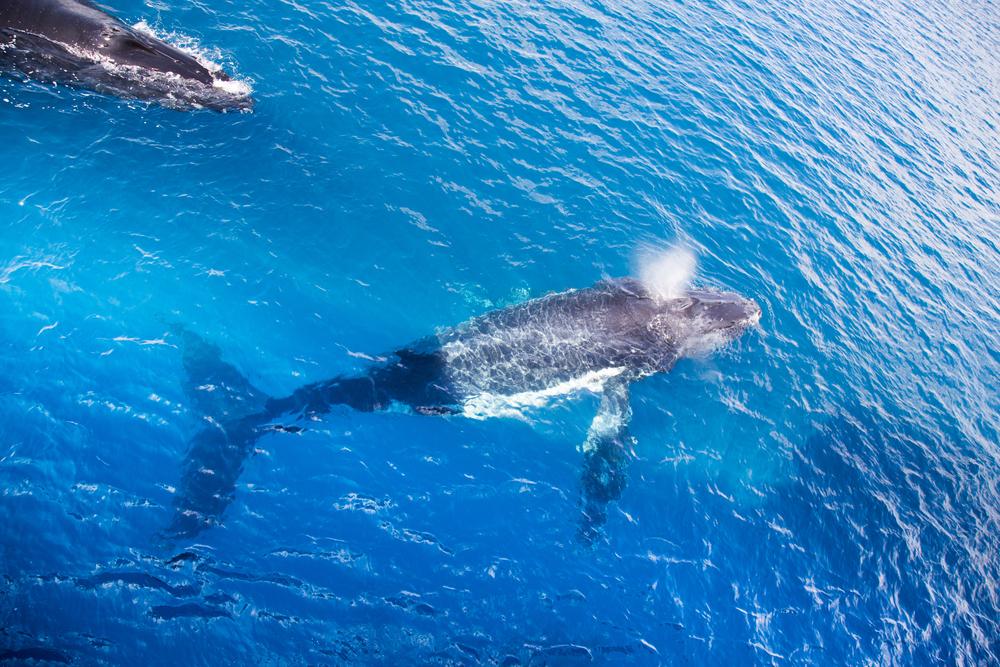 Drone Captures Rare Moment of Baby Humpback Whale Taking Snorkeler for a Ride on Its Belly
