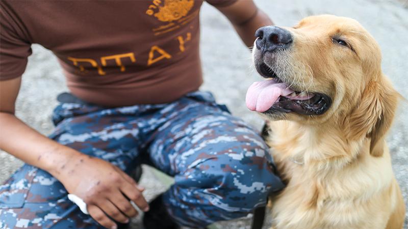 Abandoned Golden Retriever With 46-Pound Tumor Is Rescued and Now Lives a Happy Life