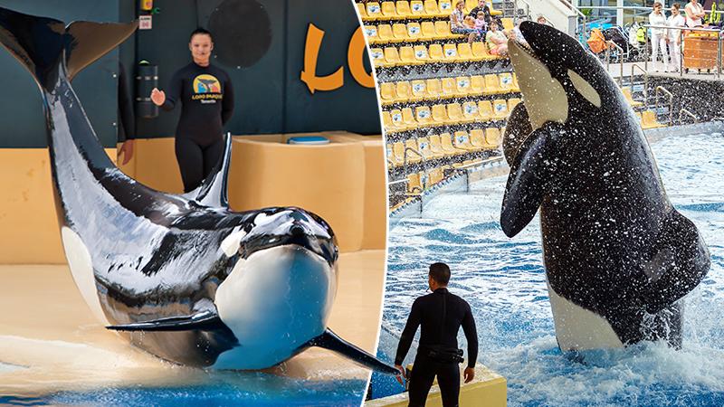 Kyla the Orca Whale Born in Captivity at Seaworld Dies of Mystery Illness at Age 30