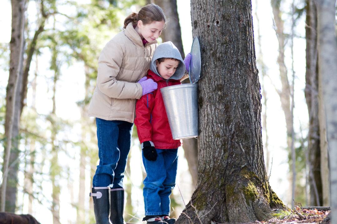 A Berkshire Journal: Of Lions and Lambs