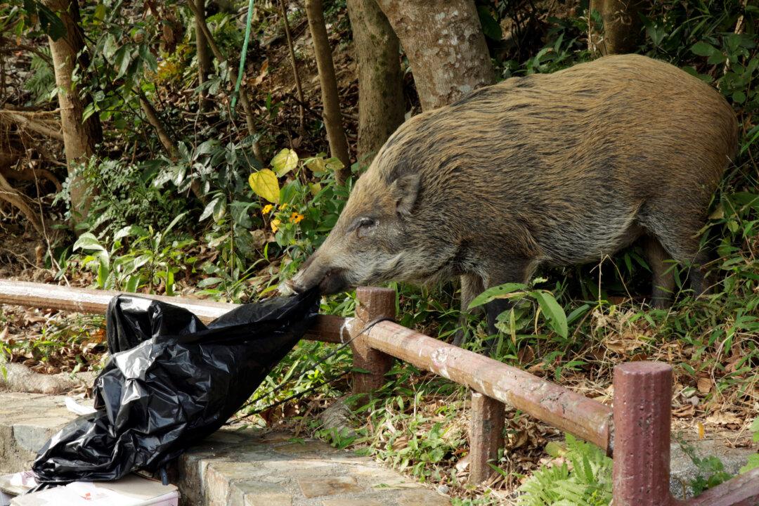 Hong Kong Debates Wild Boar Problem as Chinese New Year of the Pig Dawns
