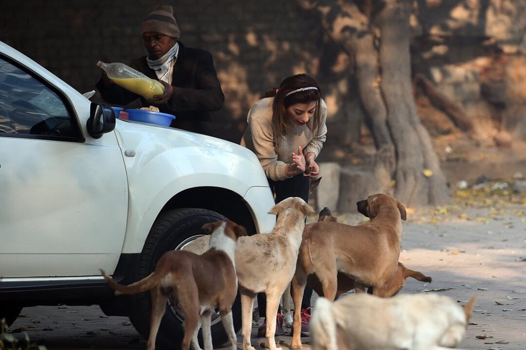 Toll-Booth Worker Mauled to Death by Pack of Dogs in Mexico