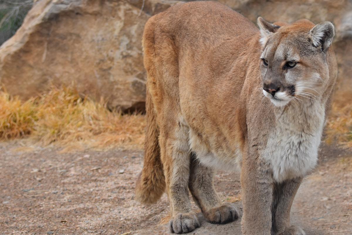 Photos: Man Stunned After Finding Huge Mountain Lion in Unlikely Place