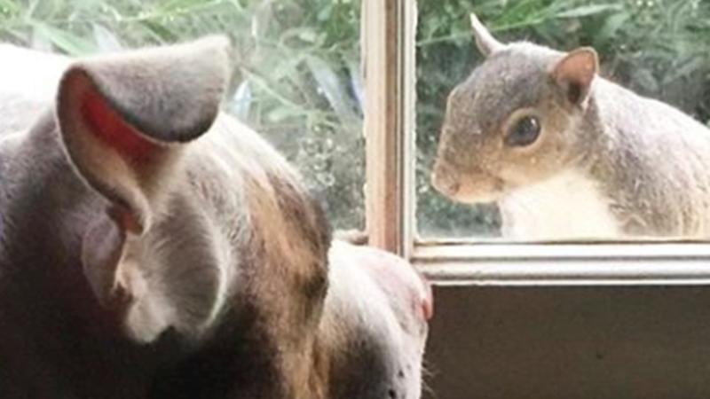 Rescued Squirrel Surprises Family With a Special Gift Before She Returns to the Wild