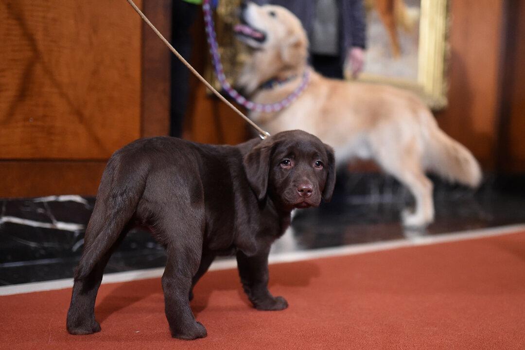 Loyal Labrador Retrievers Save Life of Owner After She Has a Stroke