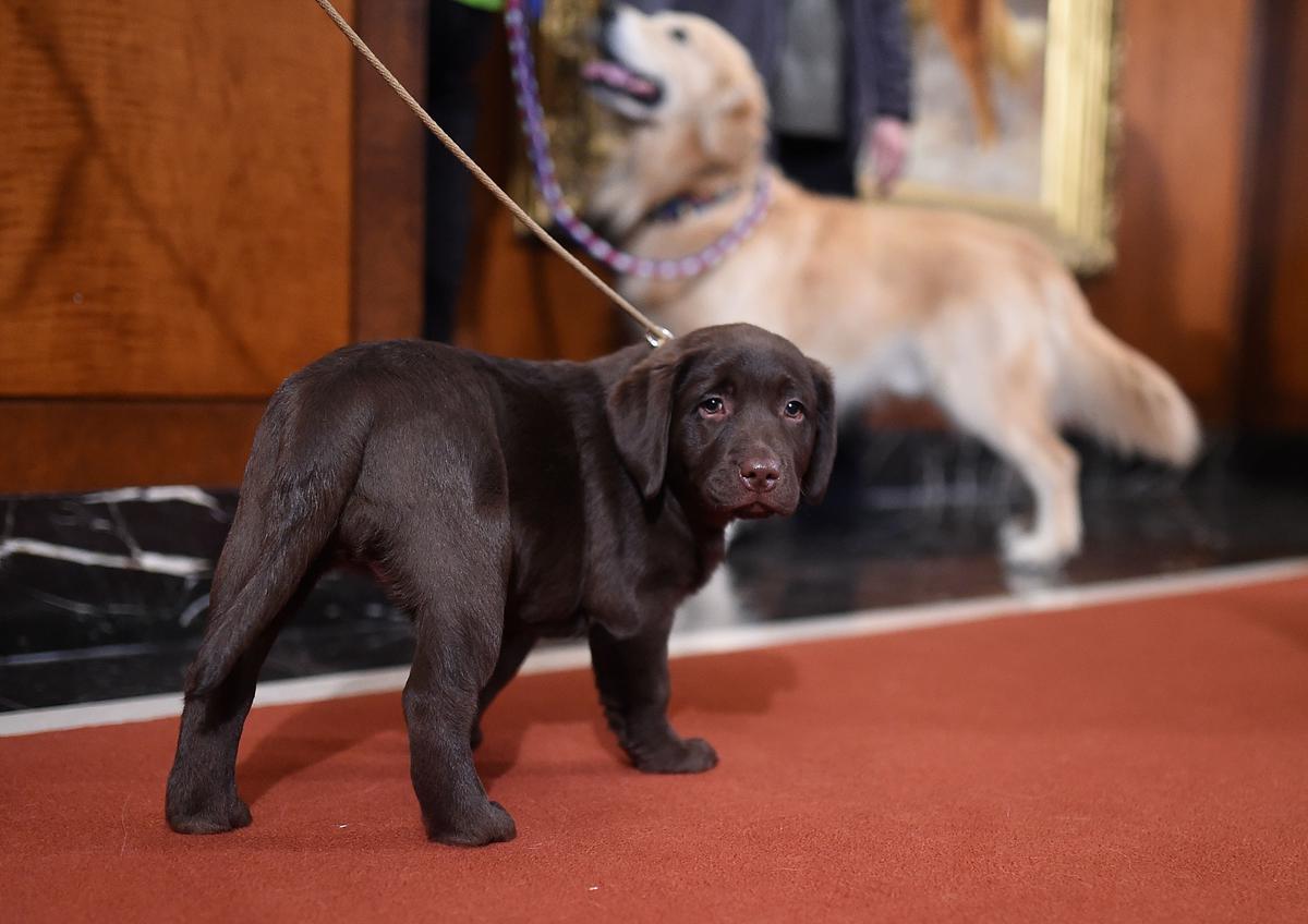 Loyal Labrador Retrievers Save Life of Owner After She Has a Stroke