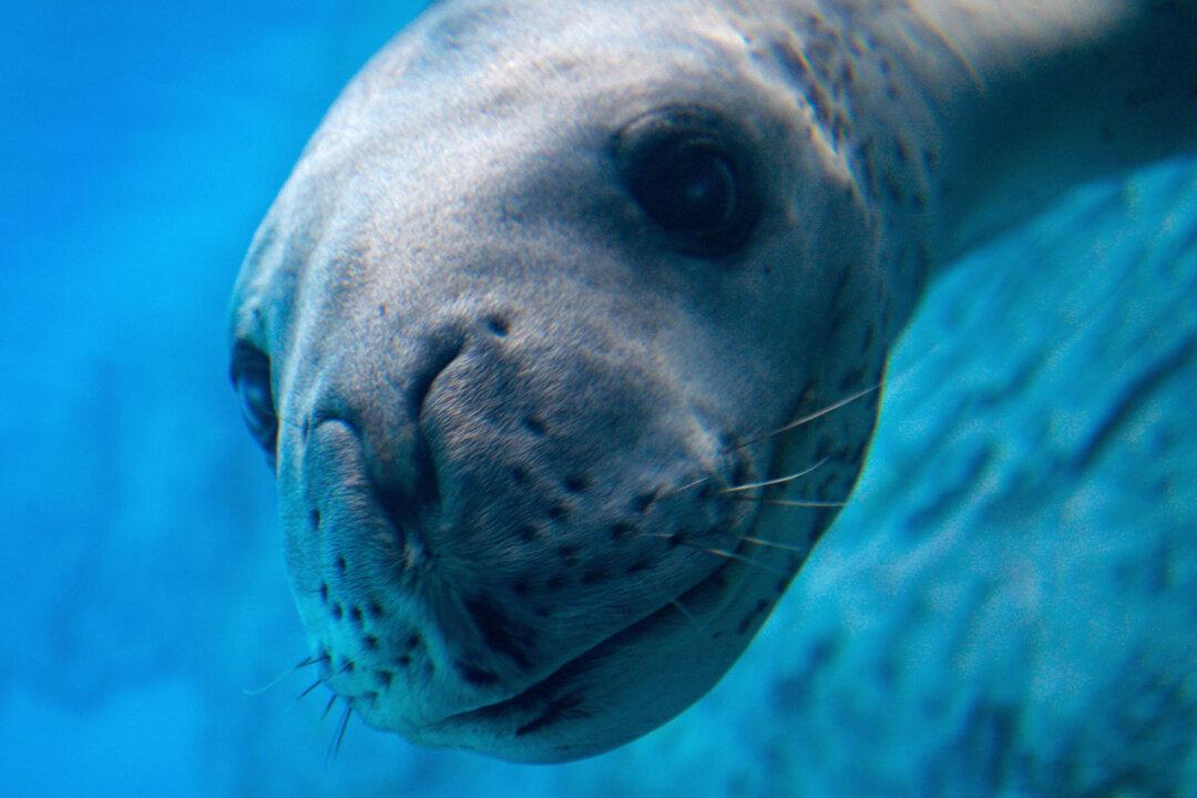 USB Stick Survived Frozen Trip Through Leopard Seal, With Video Clue Intact