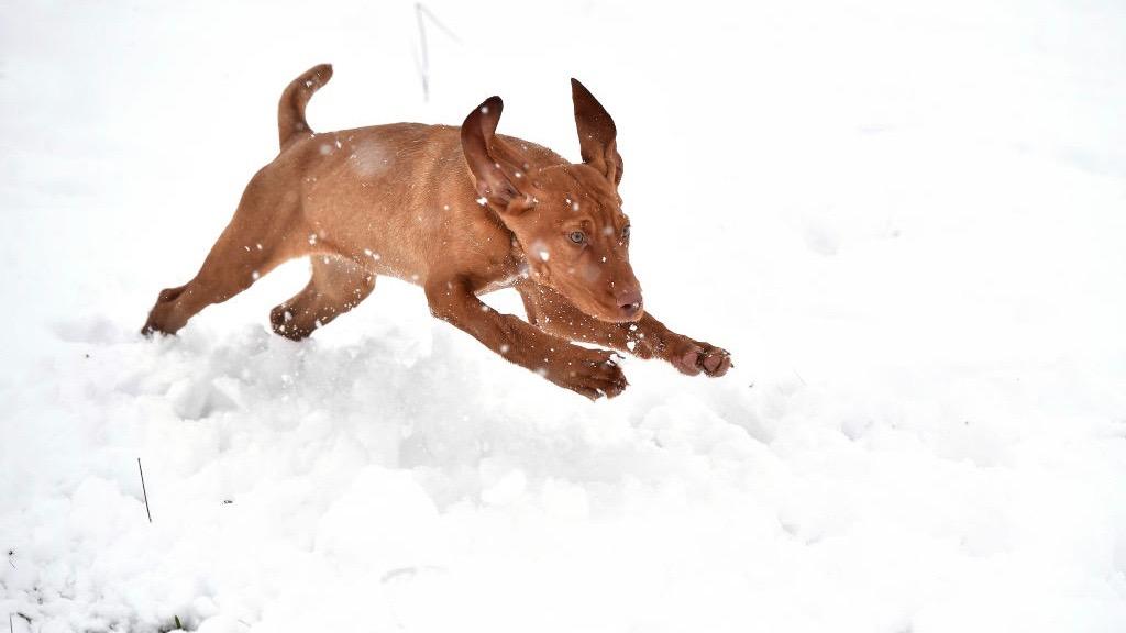 Dog Owner Saddened After Accidentally Killing Pet With Brownies