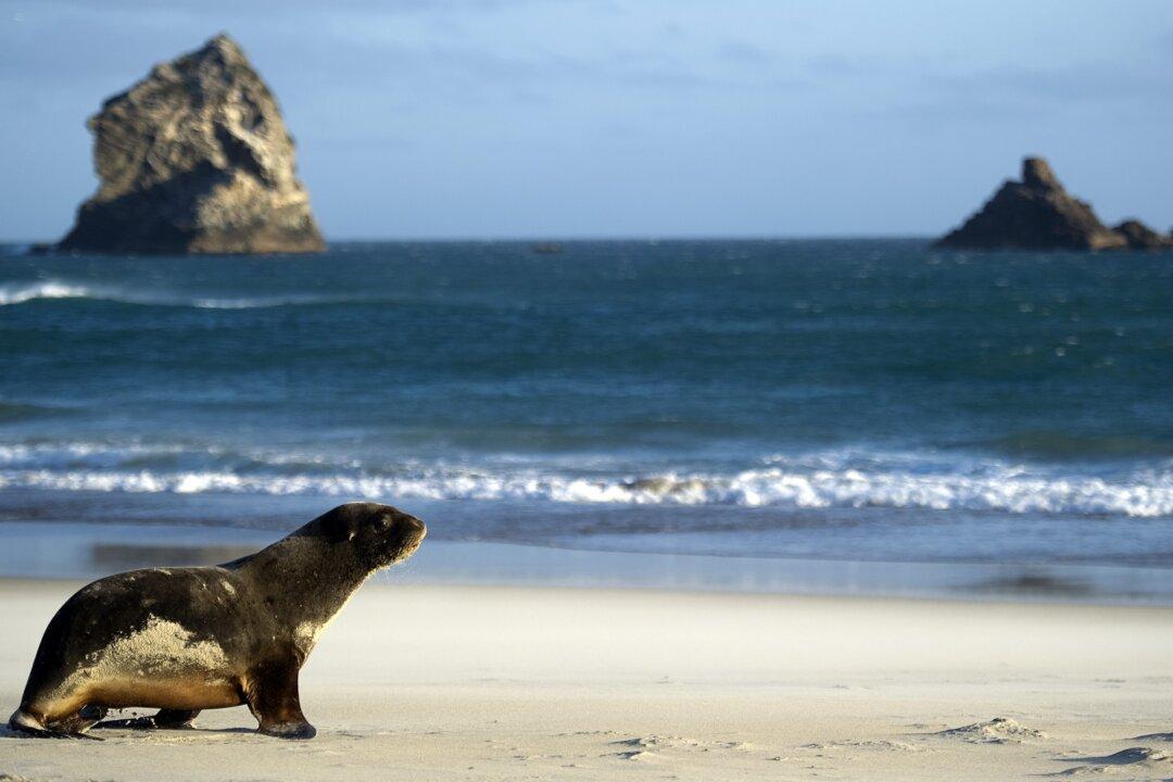 Fishing, Surfing, Hunting Beckon New Zealanders After Coronavirus Lockdown