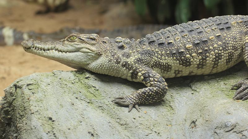 Drug Dealers Used Alligator Dubbed ‘El Chompo’ to Guard Drugs & Money