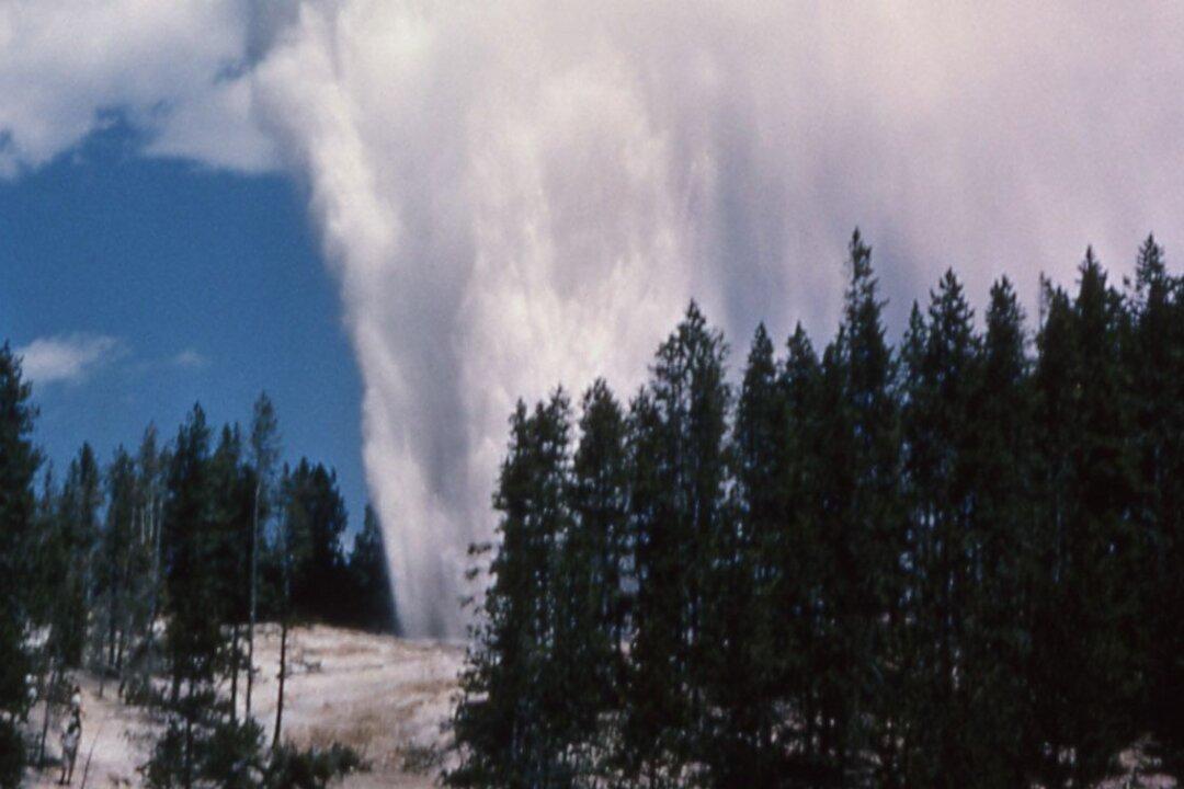 Yellowstone’s Steamboat Geyser Breaks All-Time Record: Report