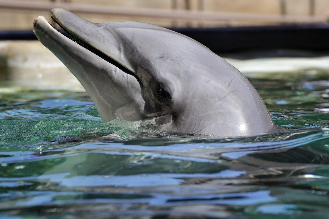 Desert Attraction Temporarily Closes After 4 Dolphin Deaths