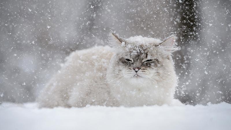 Frozen Cat ‘Thawed’ Back to Life by Vet Team After Being Buried in Snow