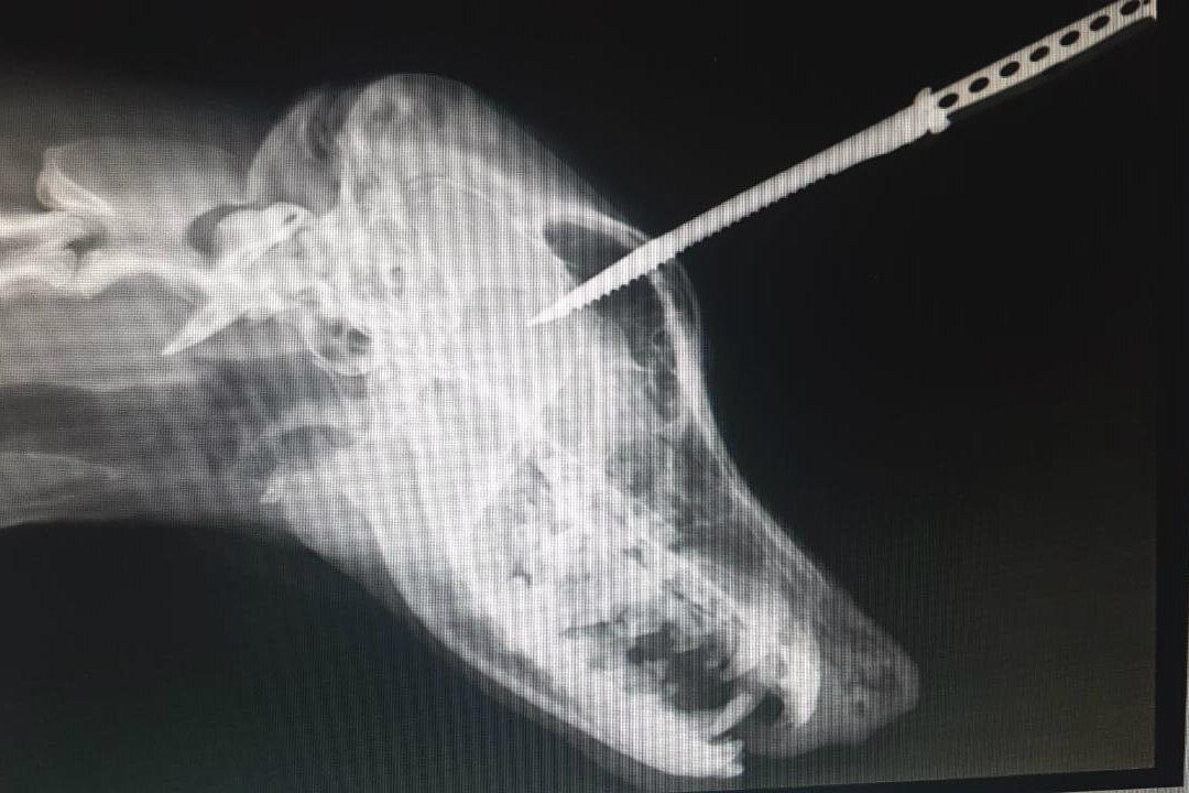 Dog Survives Steak Knife Embedded in Skull After Growling At Gangster
